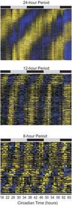 Time course of gene expression of 24-, 12-, and 8-hour periods. Bright yellow depicts gene expression twice that of the median level while bright blue depicts expression less than 50 percent of the median level. The time of peak expression of 24-hour cycling genes show a roughly equal distribution over the course of a day. In contrast, peak expression of both 12-hour peaks correlate with subjective dusk and dawn. (Michael Hughes, PhD, University of Pennsylvania School of Medicine)